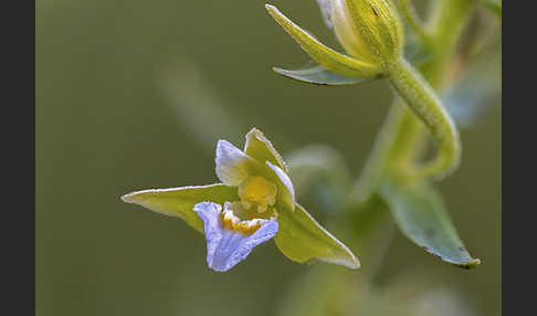 Sumpf-Sitter (Epipactis palustris)