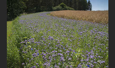 Kulturlandschaft (cultivated landscape)