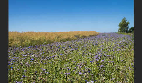 Kulturlandschaft (cultivated landscape)