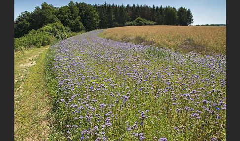 Kulturlandschaft (cultivated landscape)