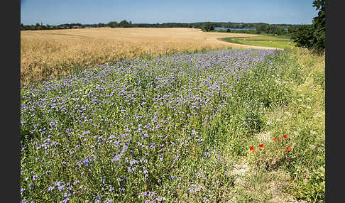 Kulturlandschaft (cultivated landscape)