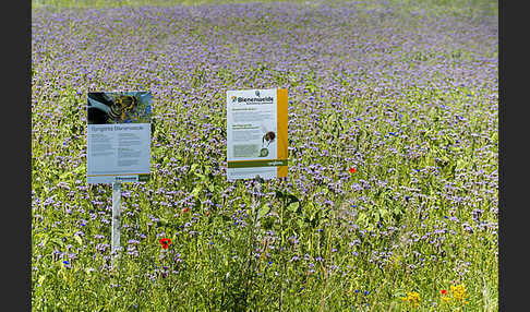 Kulturlandschaft (cultivated landscape)