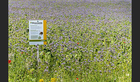 Kulturlandschaft (cultivated landscape)