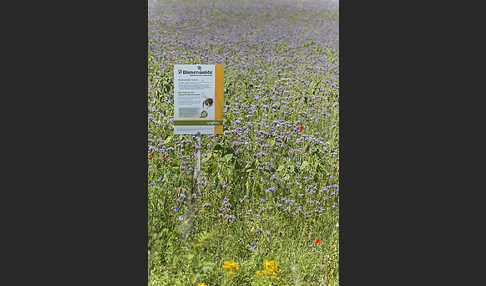 Kulturlandschaft (cultivated landscape)