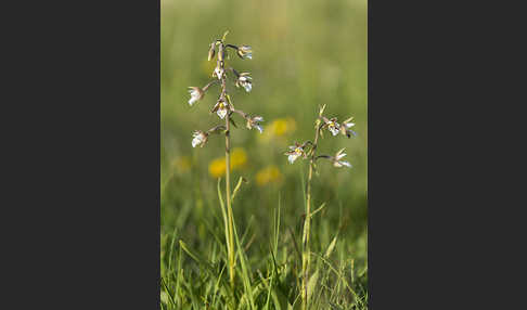 Sumpf-Sitter (Epipactis palustris)