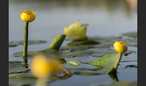 Gelbe Teichrose (Nuphar lutea)