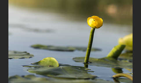 Gelbe Teichrose (Nuphar lutea)