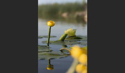 Gelbe Teichrose (Nuphar lutea)