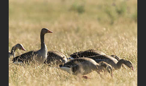 Graugans (Anser anser)