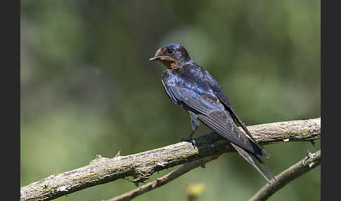 Rauchschwalbe (Hirundo rustica)