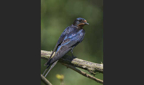 Rauchschwalbe (Hirundo rustica)