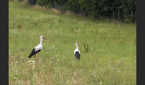 Weißstorch (Ciconia ciconia)