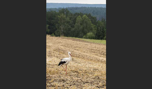 Weißstorch (Ciconia ciconia)