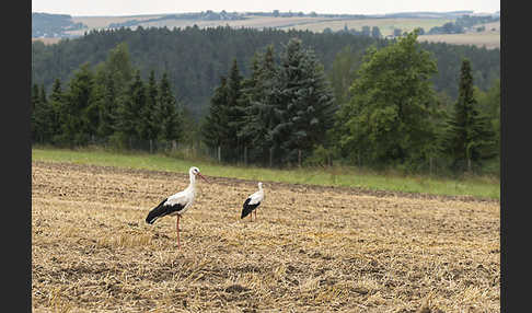 Weißstorch (Ciconia ciconia)