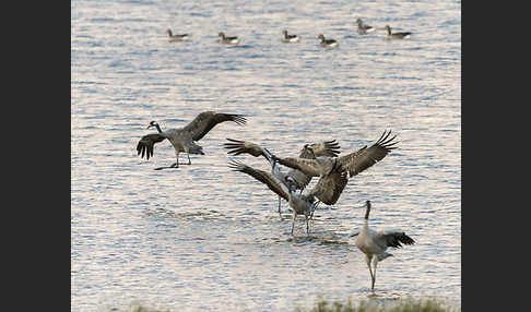 Kranich (Grus grus)