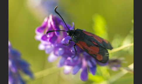 Thymian-Widderchen (Zygaena purpuralis)