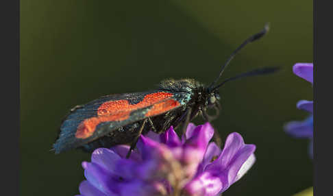 Thymian-Widderchen (Zygaena purpuralis)