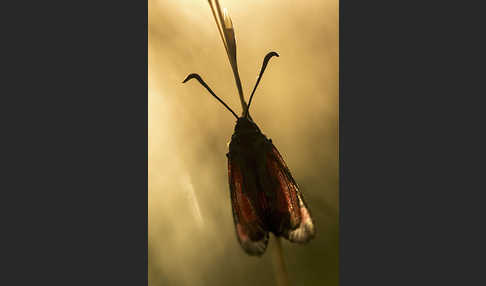 Thymian-Widderchen (Zygaena purpuralis)