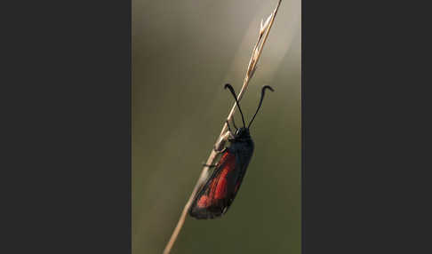 Thymian-Widderchen (Zygaena purpuralis)