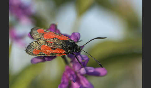 Thymian-Widderchen (Zygaena purpuralis)