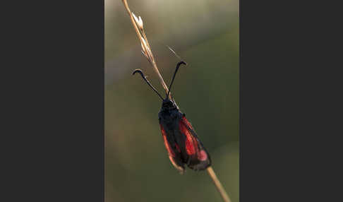 Thymian-Widderchen (Zygaena purpuralis)