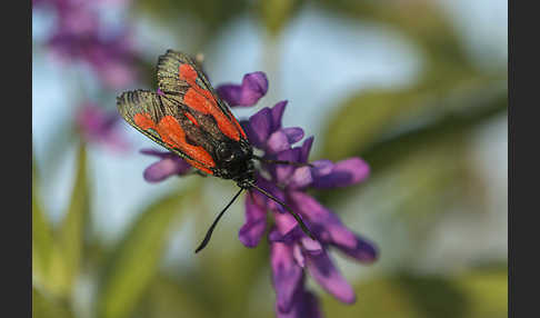 Thymian-Widderchen (Zygaena purpuralis)