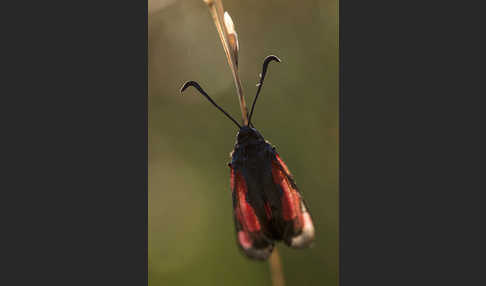 Thymian-Widderchen (Zygaena purpuralis)