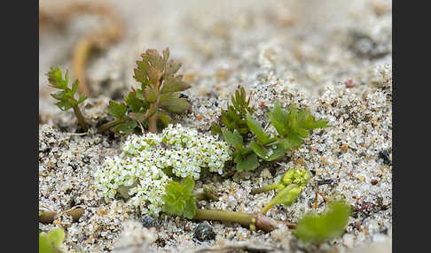 Kriechender Sellerie (Apium repens)