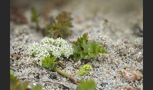 Kriechender Sellerie (Apium repens)