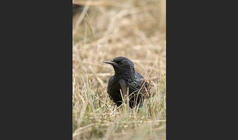 Star (Sturnus vulgaris)