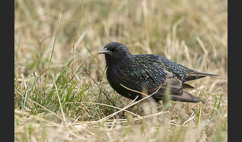 Star (Sturnus vulgaris)