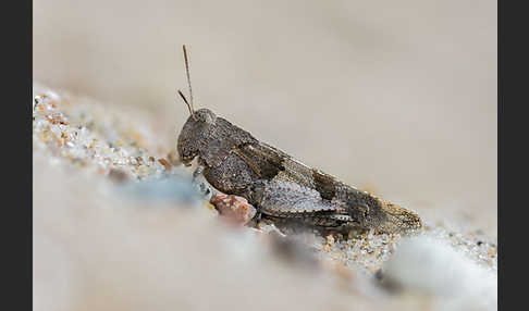 Blauflügelige Oedlandschrecke (Oedipoda caerulescens)