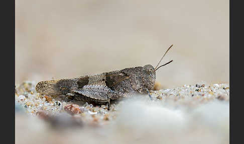 Blauflügelige Oedlandschrecke (Oedipoda caerulescens)