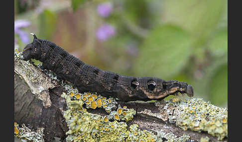 Mittlerer Weinschwärmer (Deilephila elpenor)