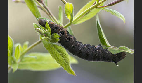 Mittlerer Weinschwärmer (Deilephila elpenor)