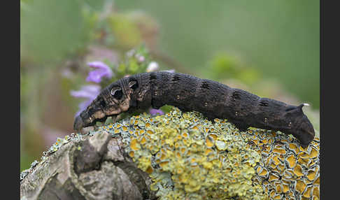 Mittlerer Weinschwärmer (Deilephila elpenor)