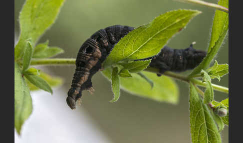 Mittlerer Weinschwärmer (Deilephila elpenor)