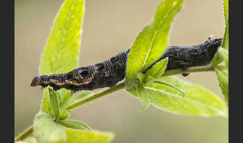 Mittlerer Weinschwärmer (Deilephila elpenor)