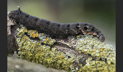 Mittlerer Weinschwärmer (Deilephila elpenor)