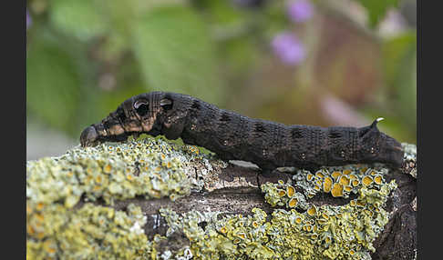 Mittlerer Weinschwärmer (Deilephila elpenor)