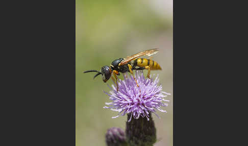 Bienenwolf (Philanthus triangulum)