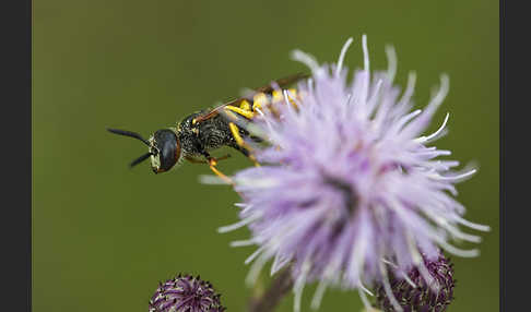 Bienenwolf (Philanthus triangulum)