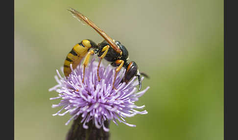 Bienenwolf (Philanthus triangulum)