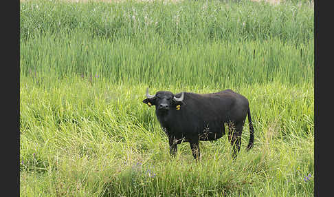 Wasserbüffel (Bubalus arnee)