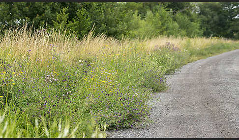 Kulturlandschaft (cultivated landscape)