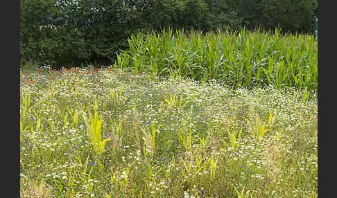 Intensive Landwirtschaft (industrial agriculture)