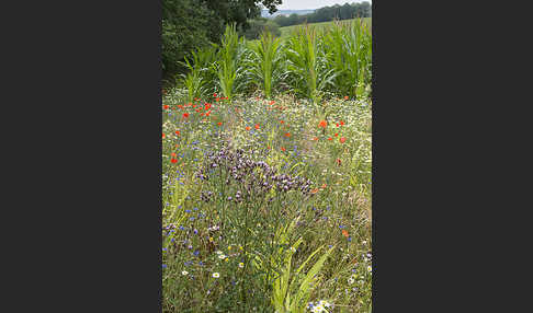 Intensive Landwirtschaft (industrial agriculture)