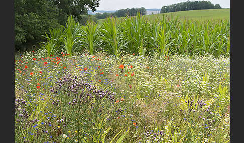 Intensive Landwirtschaft (industrial agriculture)