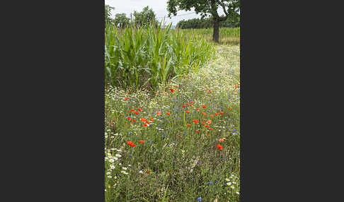 Intensive Landwirtschaft (industrial agriculture)