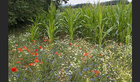 Intensive Landwirtschaft (industrial agriculture)